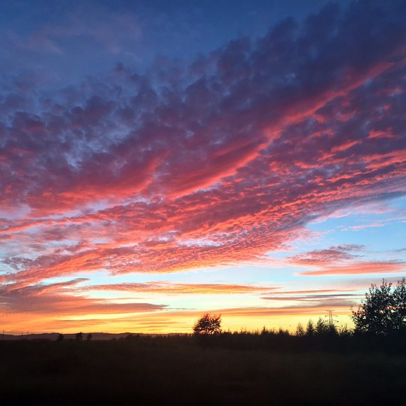 Meet your Posher, Sunny - Picture 1 of 1